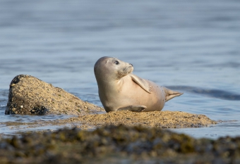 Grey seal, Ravenscar