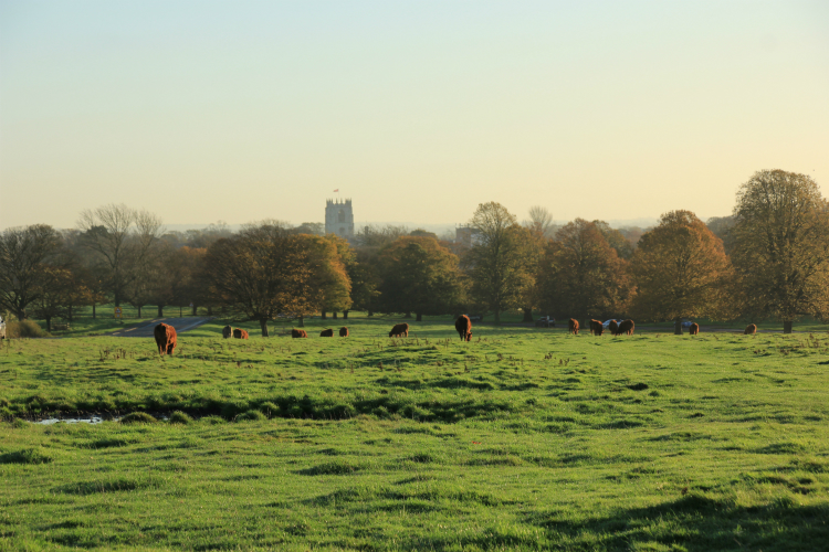 Beverley Westwood Pasture Beverley Westwood Pasture