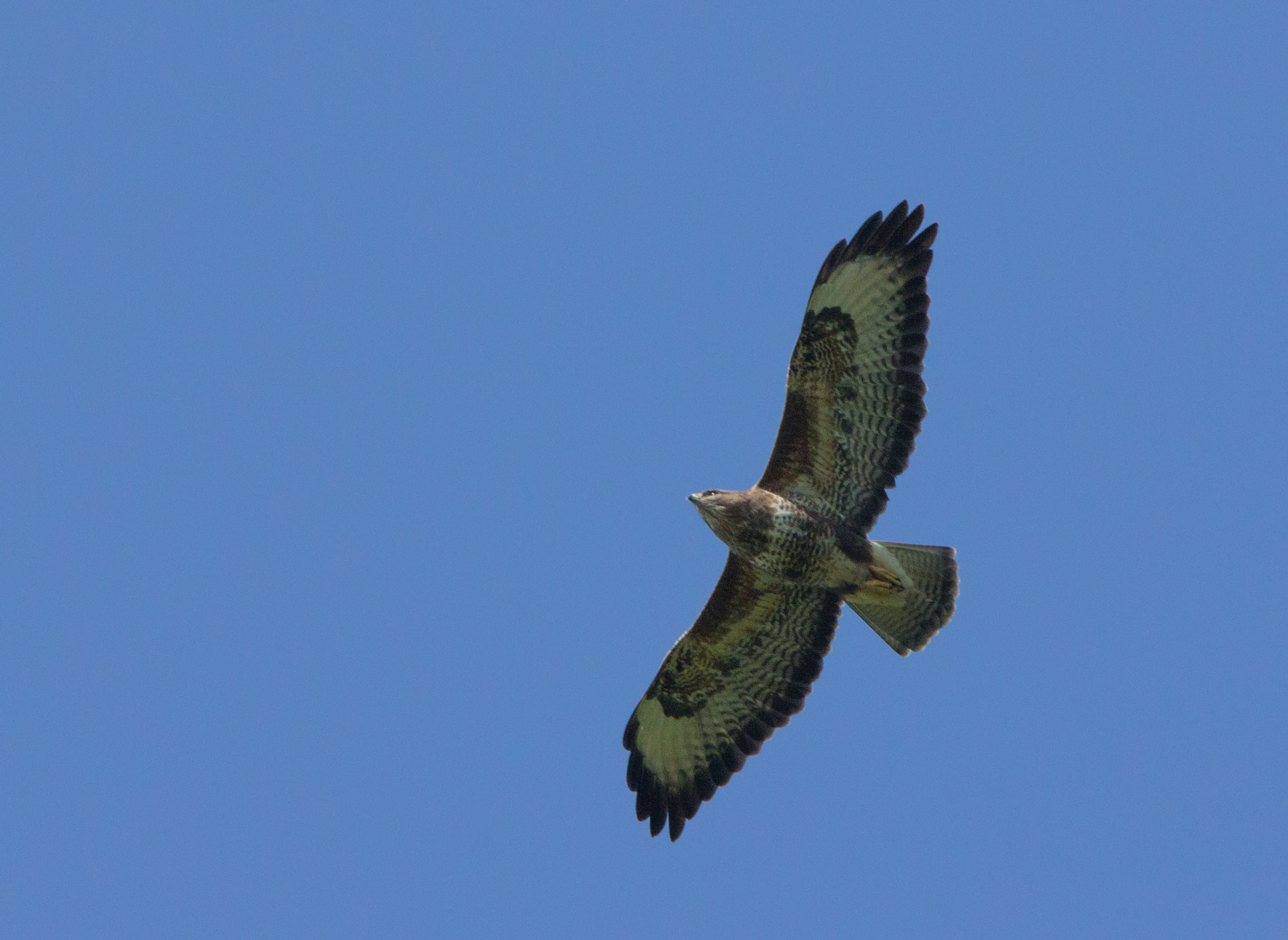 Buzzard Buzzard