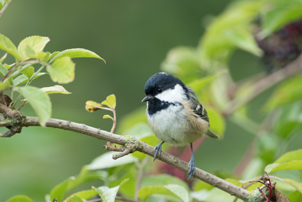 Coal tit, High Batts