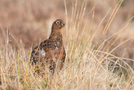 Red grouse, Dallow Moor