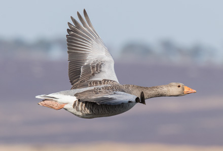 Goose in flight, Kex Gill Moor