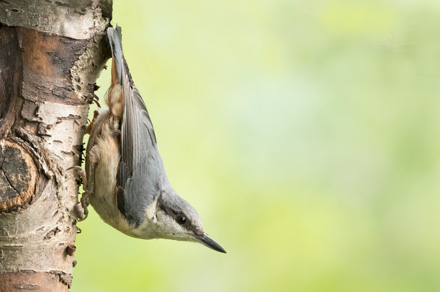 Nuthatch, High Batts
