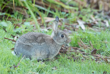Rabbit, High Batts