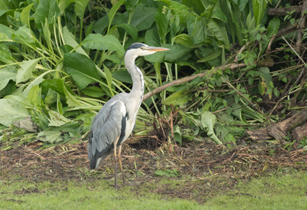 Heron, High Batts