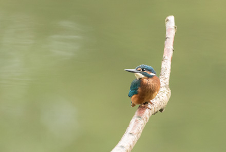 Juvenile kingfisher, High Batts