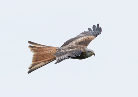 Red kite, Yorkshire Showground