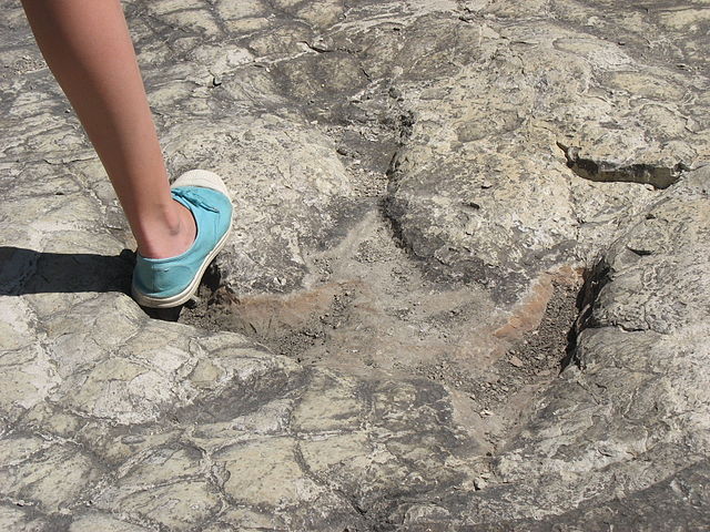Theropod footprint at Loulle
