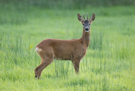 Roe buck, Menwith Hill