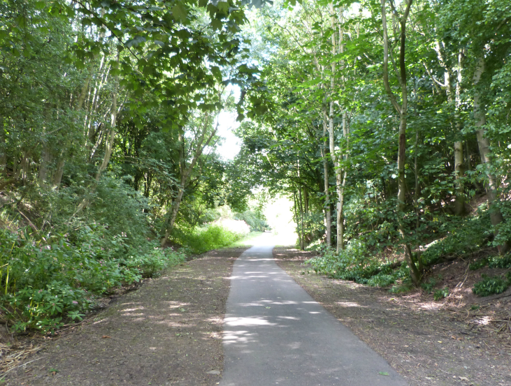Nidderdale Greenway goes through woods