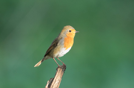 Robin, High Batts