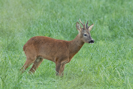 Roe buck, How Hill