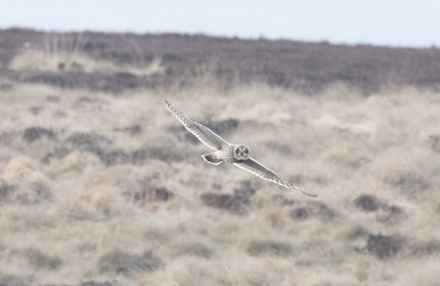 Short-eared owl, Kex Gill Moor