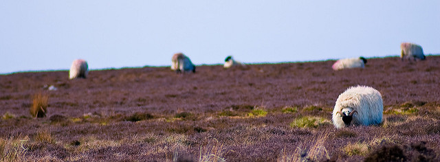 Sleights Moor Sleights Moor