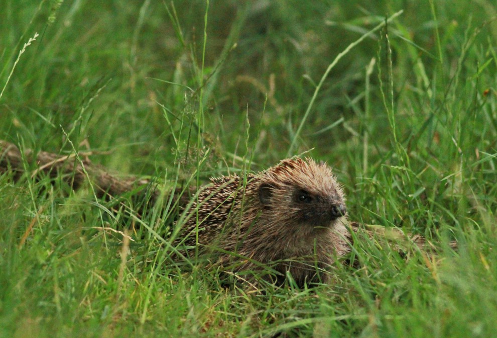 Hedgehog