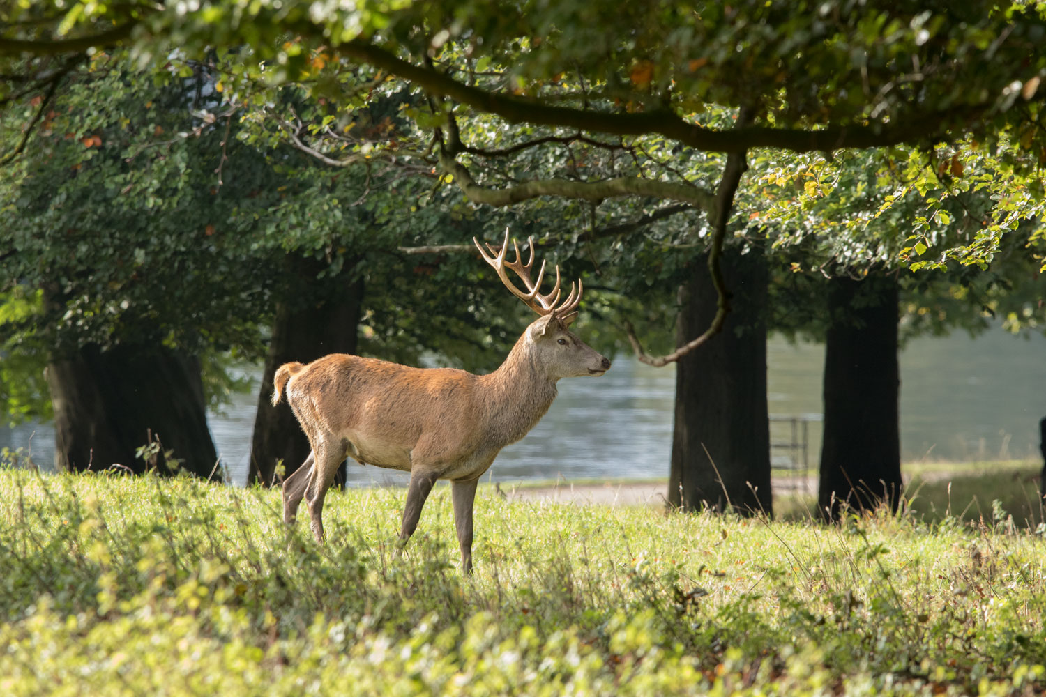 Stag, Studley Royal Deer Park