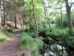 Bike trail in Timble woods