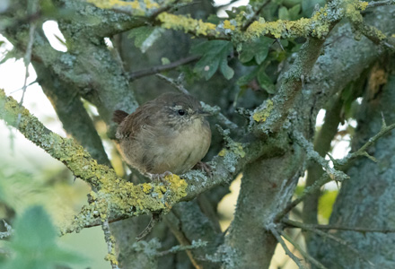 Wren, Yorkshire Showground